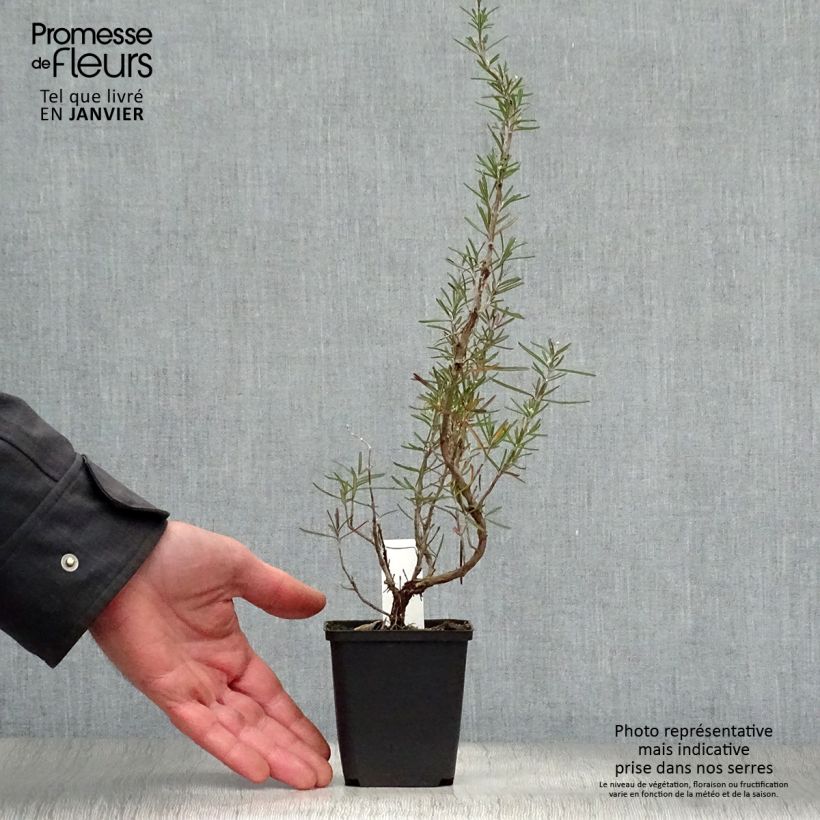 Rosmarinus&#x20;officinalis&#x20;Albiflorus&#x20;8&#x2F;9&#x20;cm&#x20;pot&#x20;sample&#x20;as&#x20;delivered&#x20;in&#x20;winter