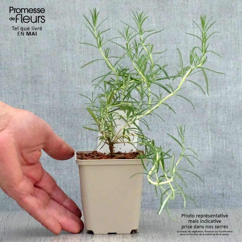 Rosmarinus officinalis Albiflorus 8/9 cm pot sample as delivered in spring