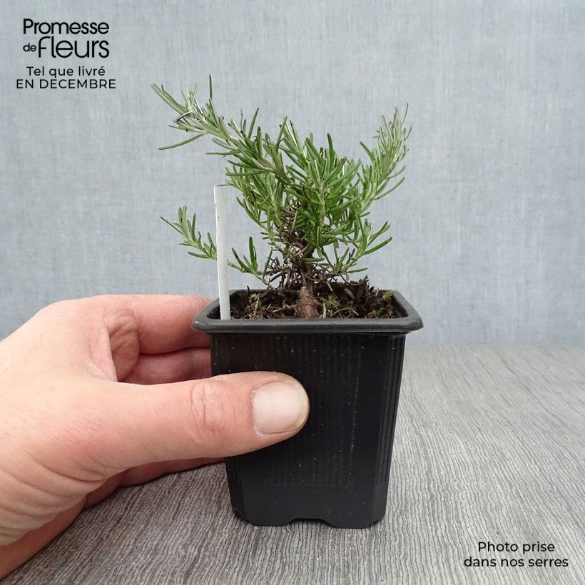 Rosmarinus officinalis Pointe du Raz 8/9 cm pot sample as delivered in winter