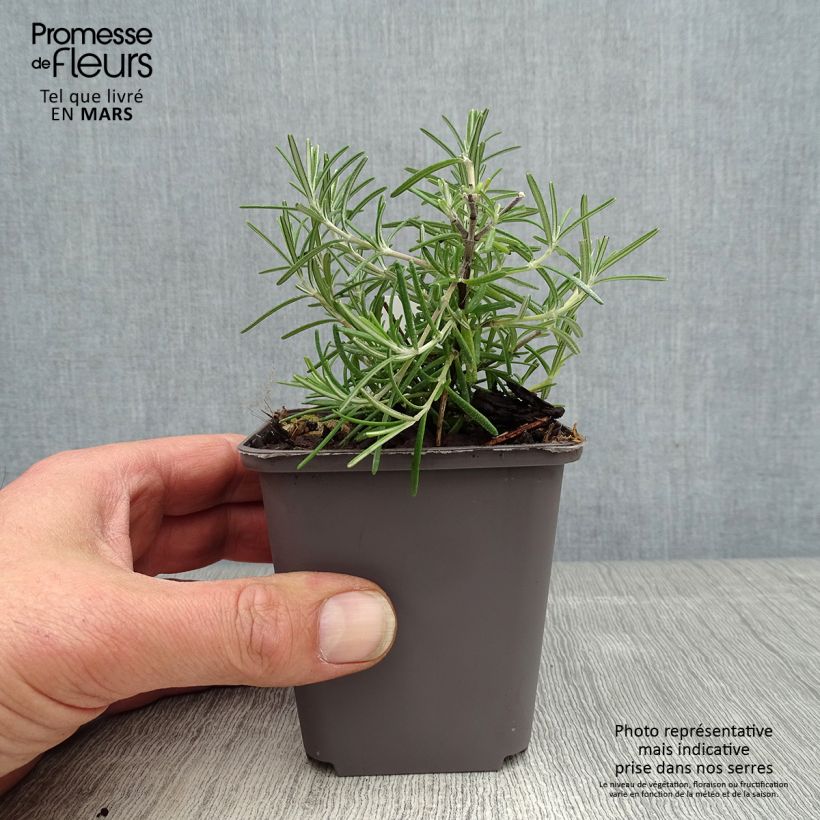 Rosmarinus officinalis Pointe du Raz 8/9 cm pot sample as delivered in spring