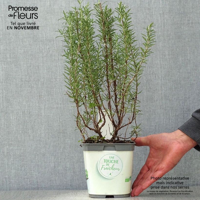 Organic Rosmarinus officinalis - Rosemary 1L/1.5L pot sample as delivered in autumn