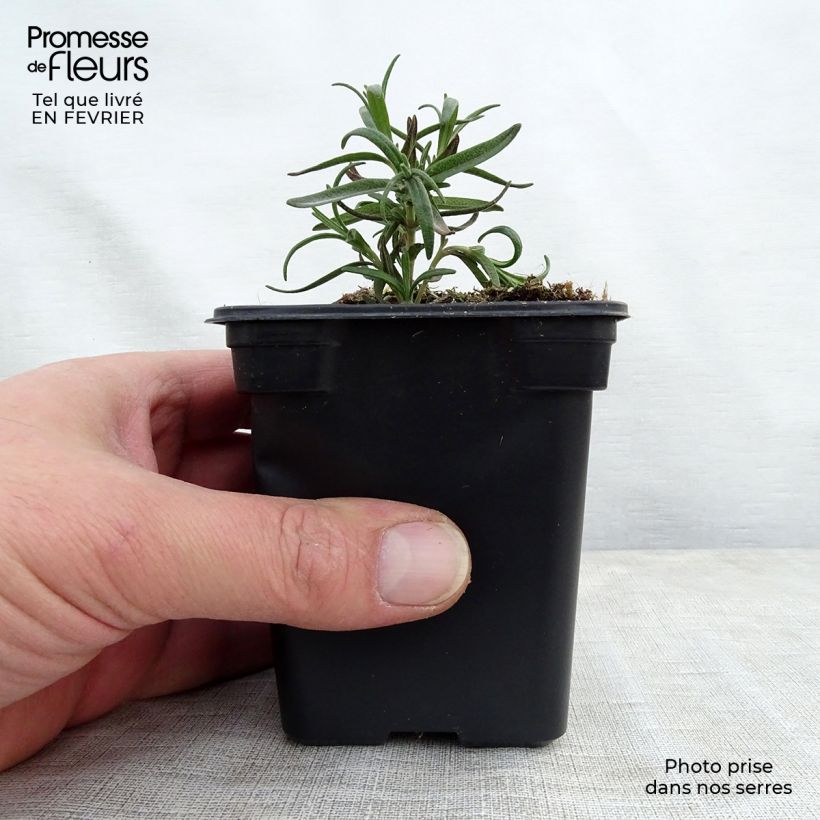 Rosmarinus officinalis - Rosemary 7/8 cm pot sample as delivered in winter