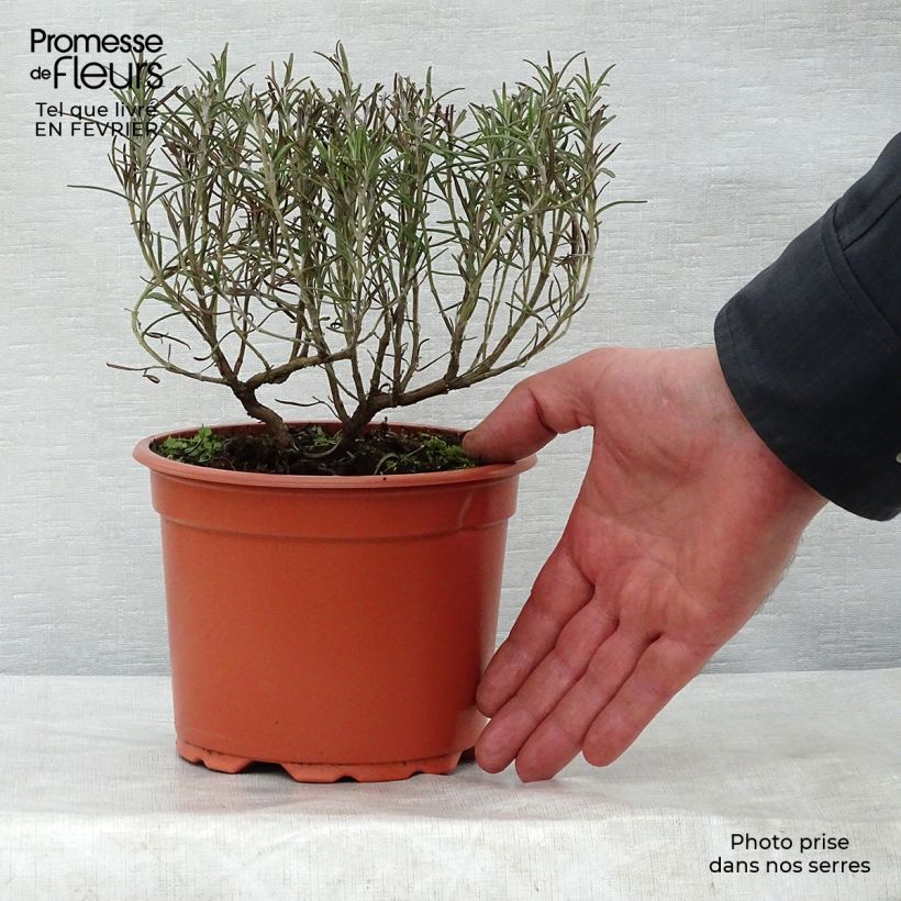 Rosmarinus officinalis - Rosemary 1L/1.5L pot sample as delivered in winter