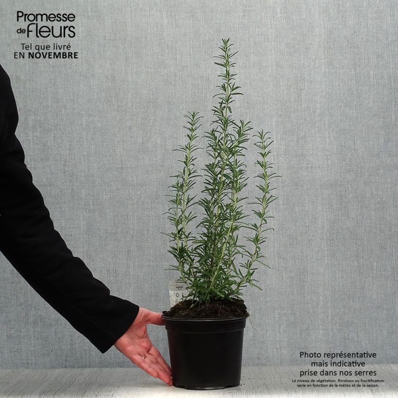 Rosmarinus officinalis - Rosemary 1L/1.5L pot sample as delivered in autumn