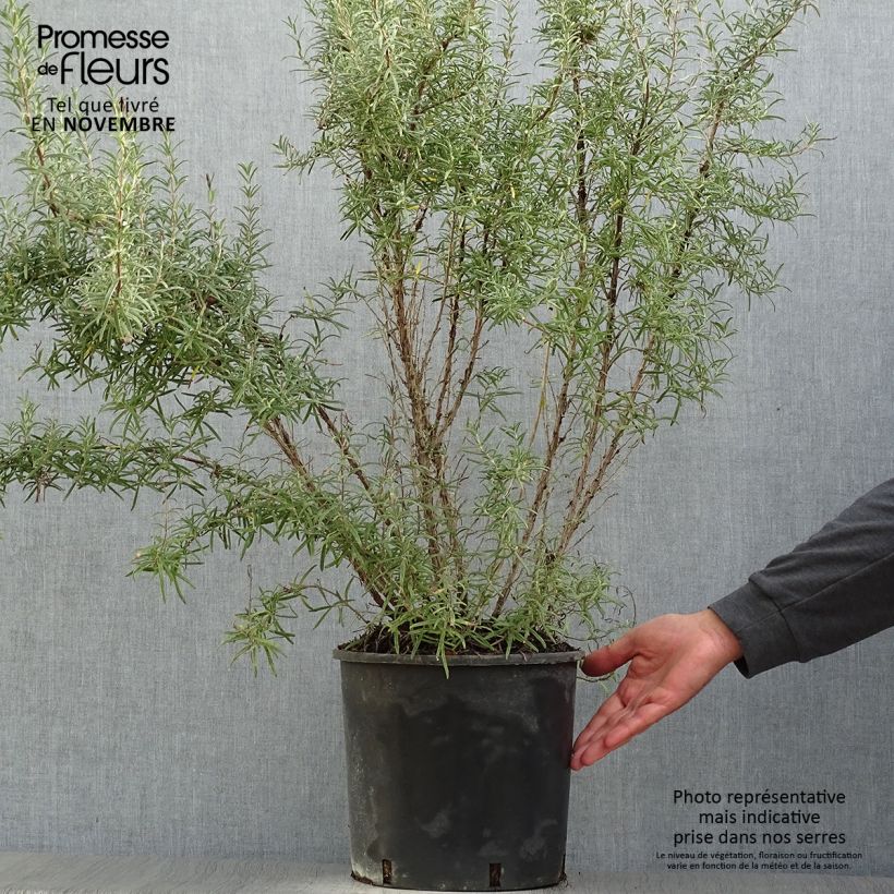 Rosmarinus officinalis - Rosemary 7.5L/10L pot sample as delivered in autumn