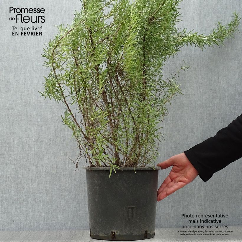 Rosmarinus officinalis - Rosemary 7.5L/10L pot sample as delivered in winter