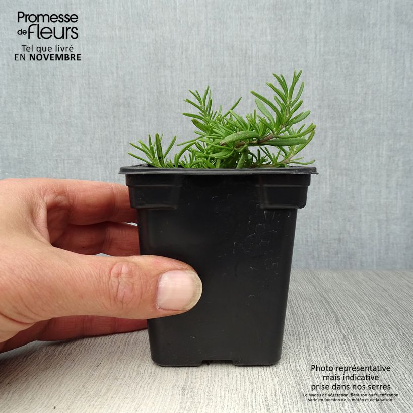 Creeping Rosemary - Rosmarinus officinalis Prostratus 7/8 cm pot sample as delivered in autumn