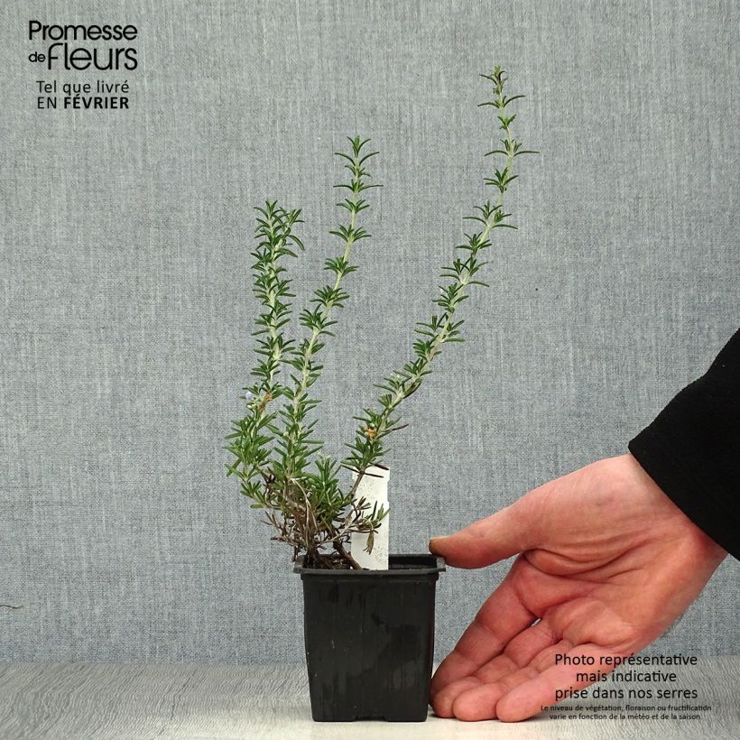 Creeping Rosemary - Rosmarinus officinalis Prostratus 7/8 cm pot sample as delivered in winter