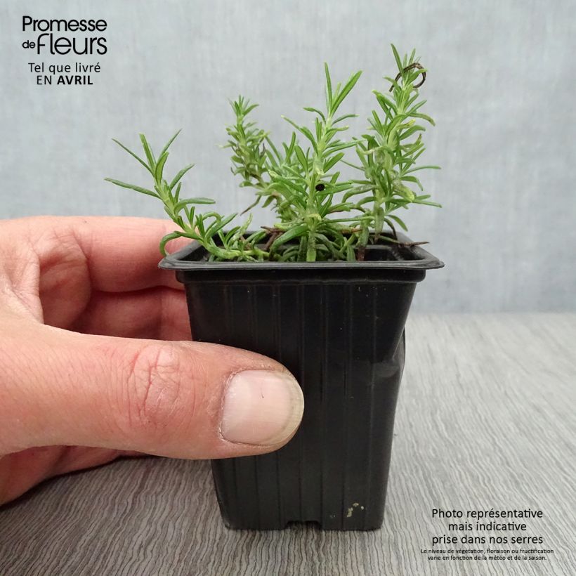 Creeping Rosemary - Rosmarinus officinalis Prostratus 7/8 cm pot sample as delivered in spring