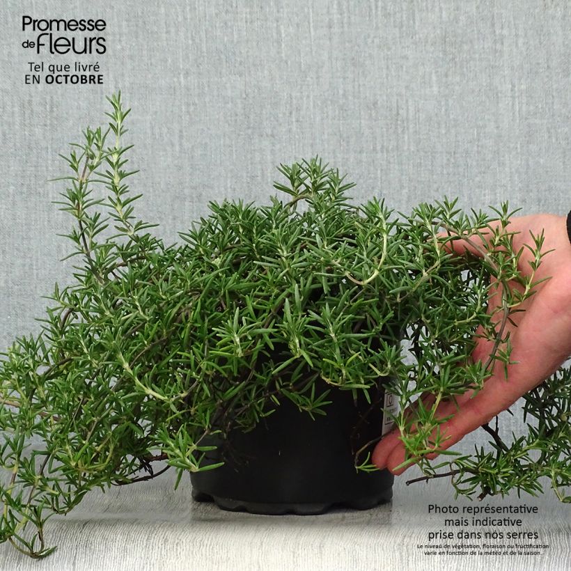Creeping Rosemary - Rosmarinus officinalis Prostratus 1L/1.5L pot sample as delivered in autumn