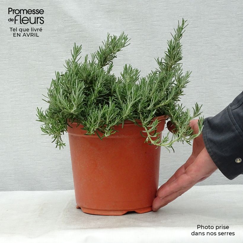 Creeping Rosemary - Rosmarinus officinalis Prostratus 1L/1.5L pot sample as delivered in spring