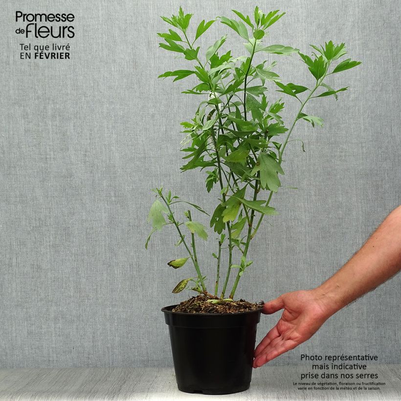 Romneya coulteri 2L/3L pot sample as delivered in autumn