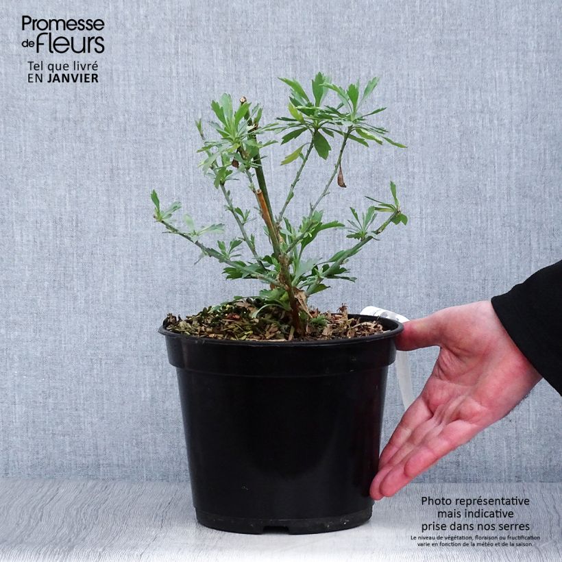 Romneya coulteri 2L/3L pot sample as delivered in winter