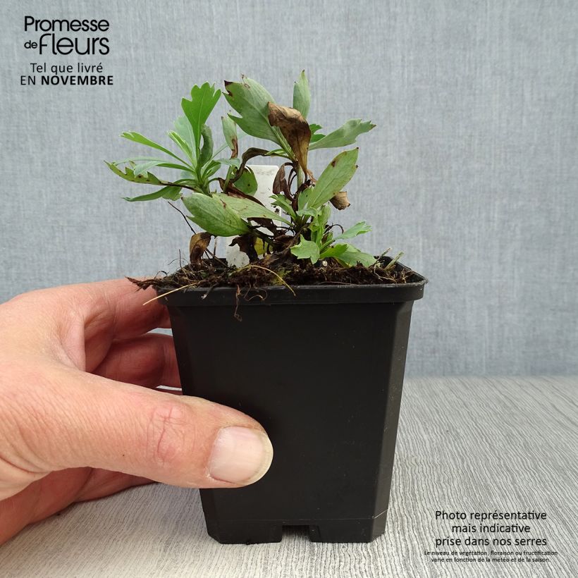Romneya coulteri 8/9 cm pot sample as delivered in autumn