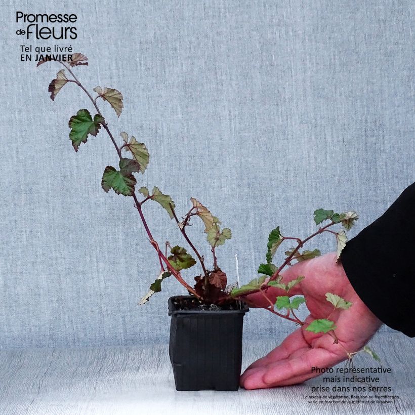 Rubus tricolor Betty Ashburner 8/9 cm pot sample as delivered in winter