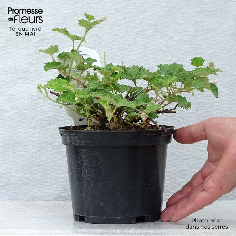 Rubus tricolor Betty Ashburner 1.5L/2L pot sample as delivered in spring