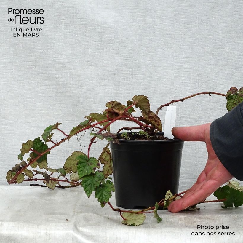 Rubus tricolor 1L/1.5L pot sample as delivered in spring