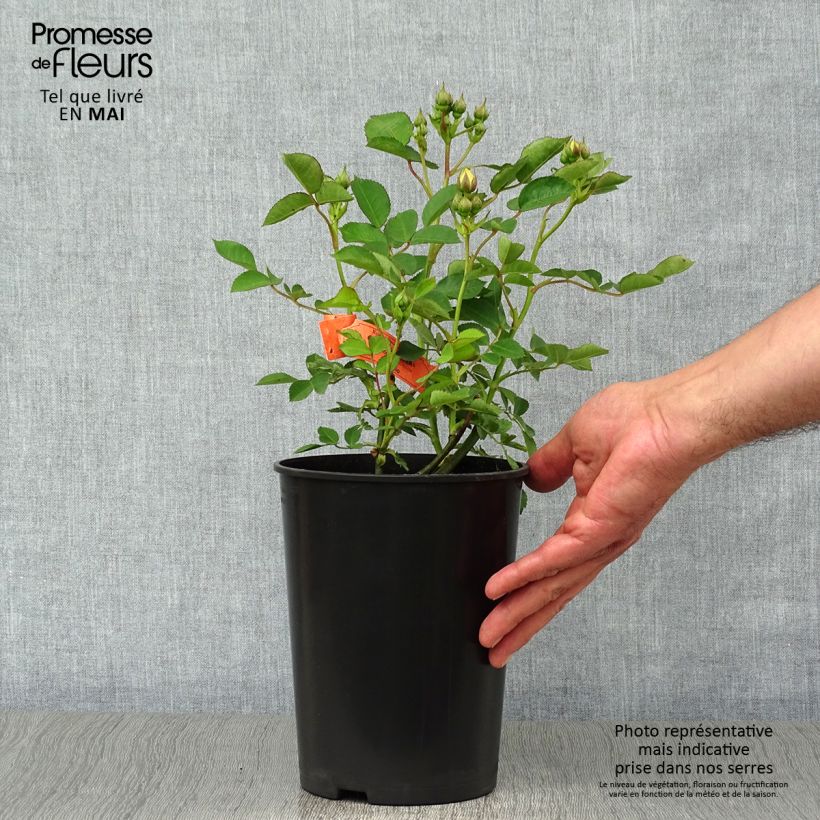 Rosa x polyantha Golden Border - Polyantha Rose 3L/4L pot sample as delivered in spring