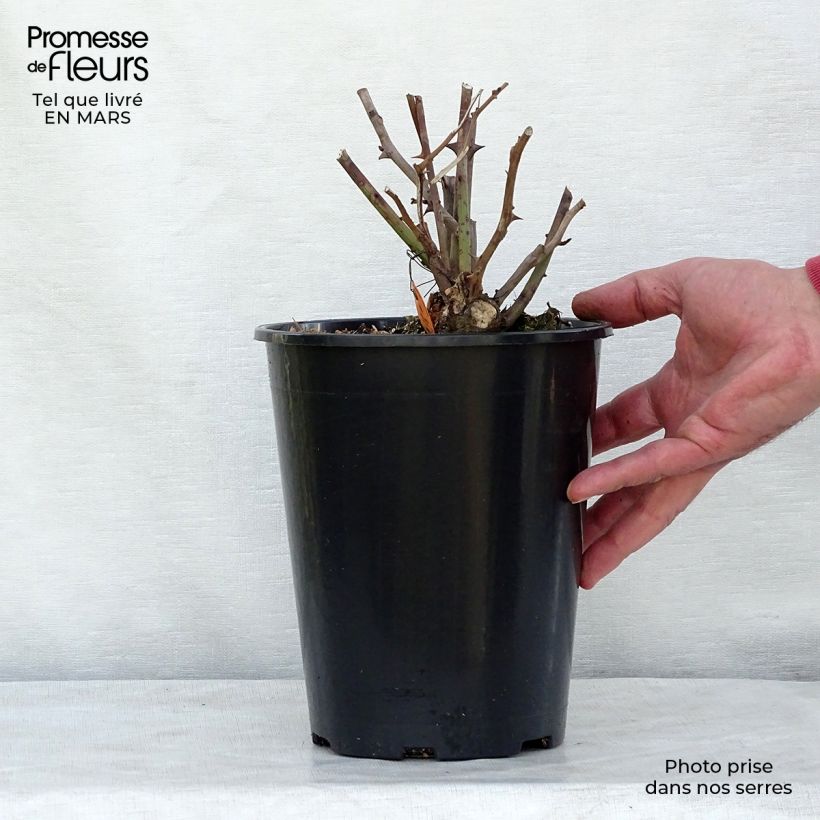 Rosa x polyantha Louis Blériot 4L/5L pot sample as delivered in spring