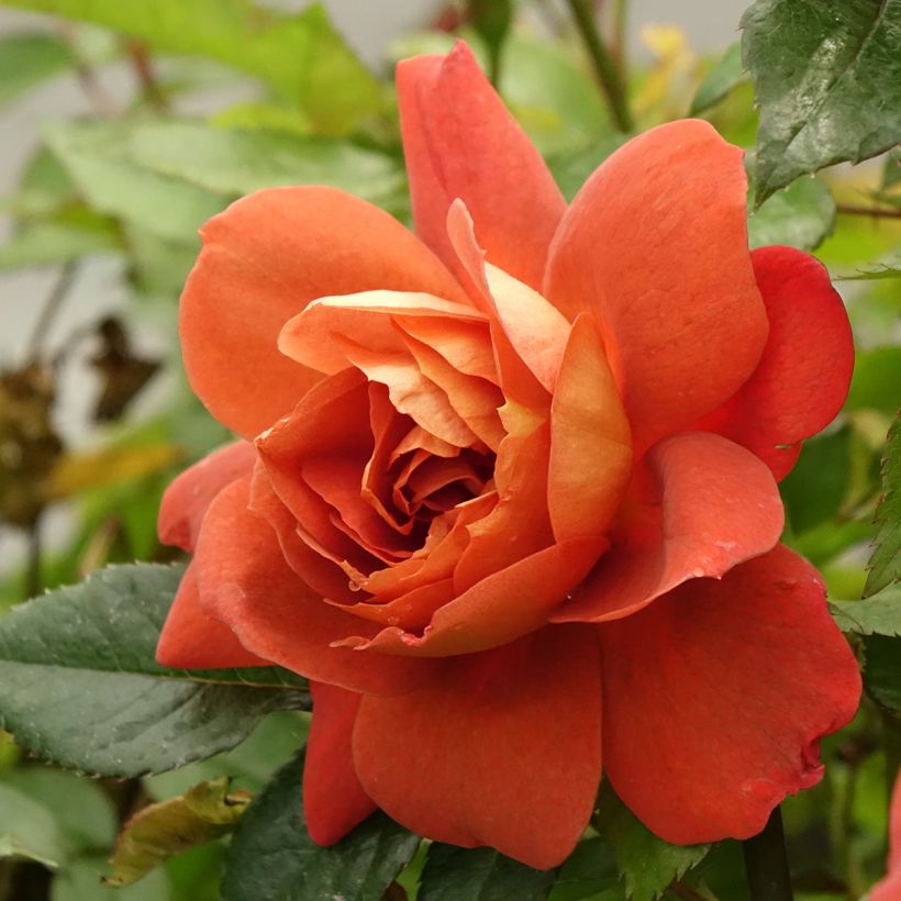 Rosa floribunda Havanna (Flowering)