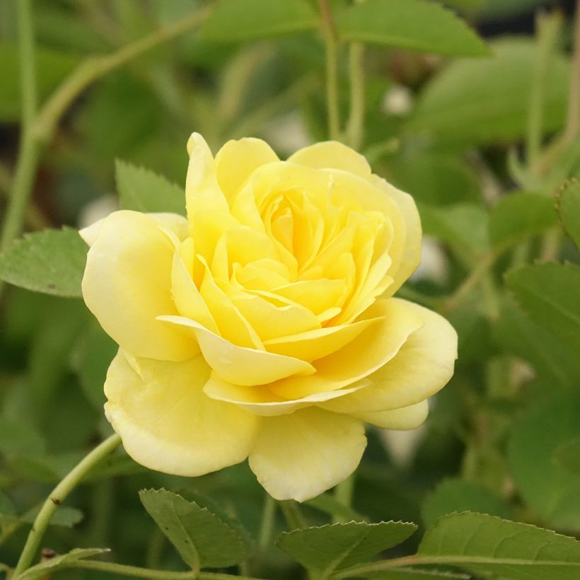 Rosa x polyantha Golden Border - Polyantha Rose (Flowering)