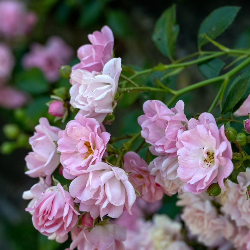 Rosa 'Lavender Siluetta' - Climbing Rose (Flowering)