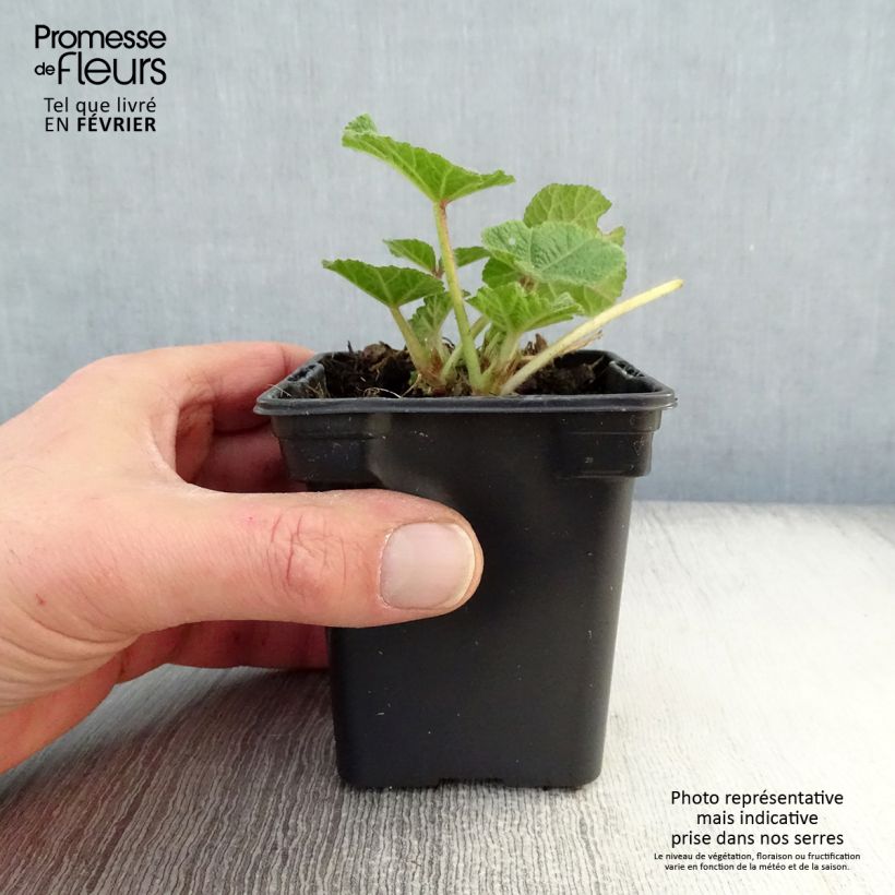 Alcea rosea Chatters Red - Hollyhock 7/8 cm pot sample as delivered in winter