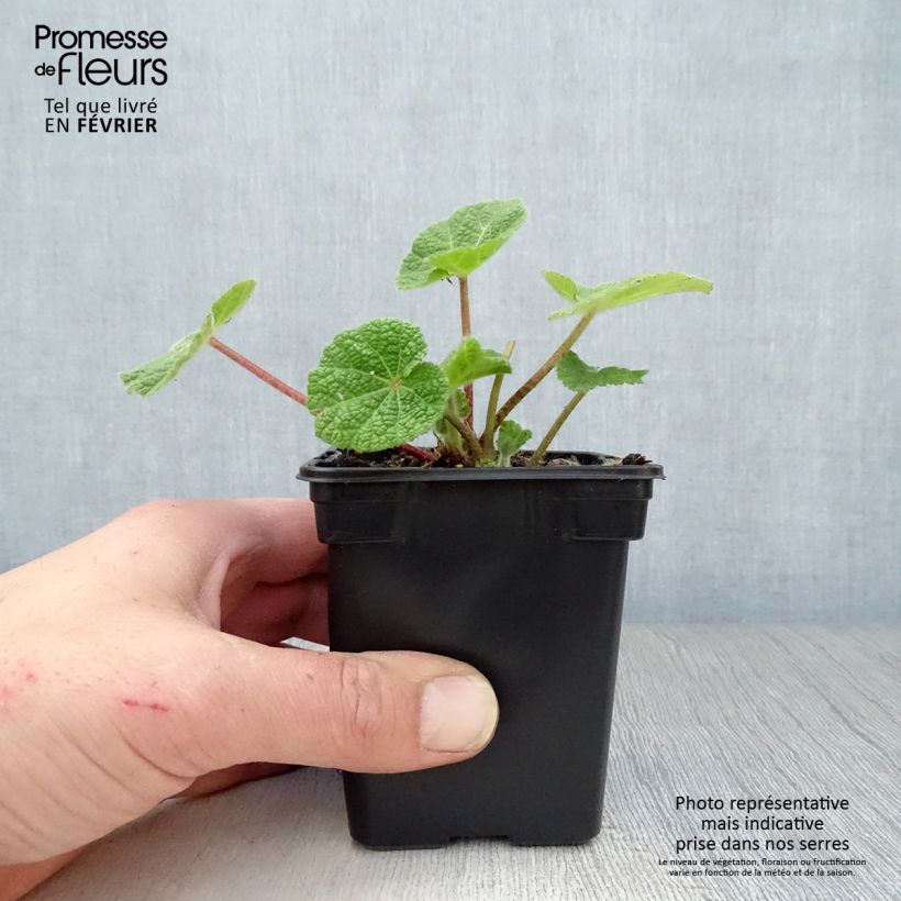 Alcea rosea Nigra - Hollyhock 7/8 cm pot sample as delivered in winter