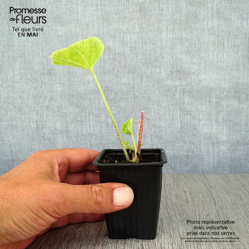 Alcea rosea Nigra - Hollyhock 7/8 cm pot sample as delivered in spring
