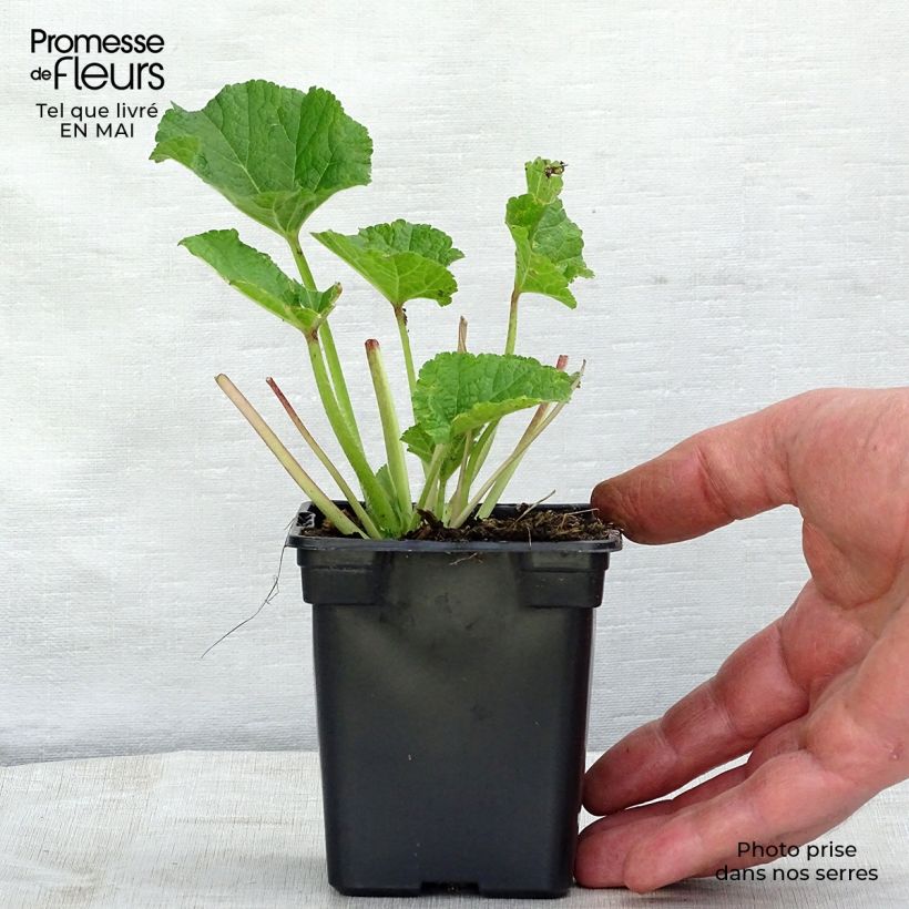 Alcea rosea Chaters Double Rose - Hollyhock 7/8 cm pot sample as delivered in spring