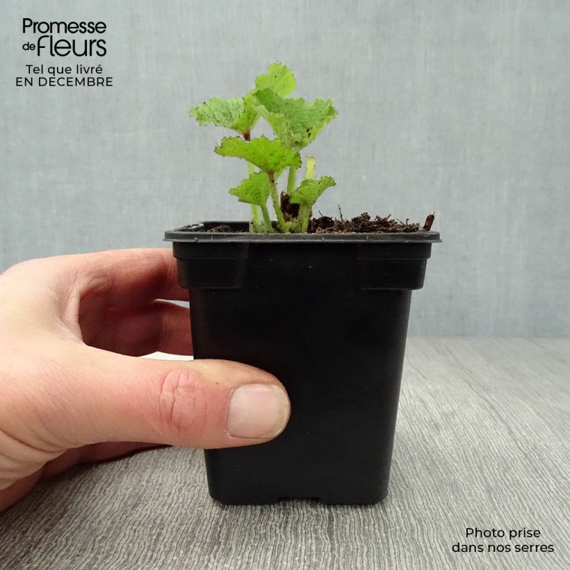 Alcea rosea Chaters Double Rose - Hollyhock 7/8 cm pot sample as delivered in winter