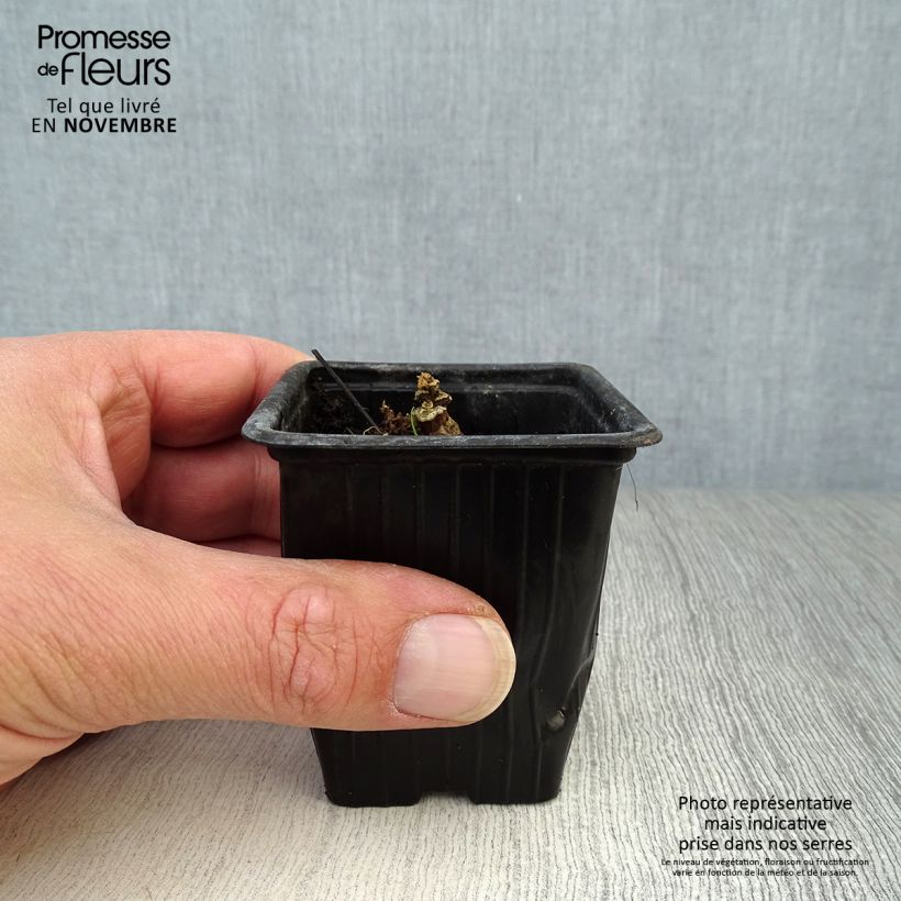 Alcea rosea Chaters Double Rose - Hollyhock 7/8 cm pot sample as delivered in autumn