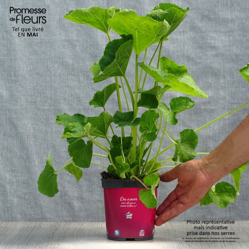 Alcea rosea Pleniflora Rouge - Hollyhock 2L/3L pot sample as delivered in spring