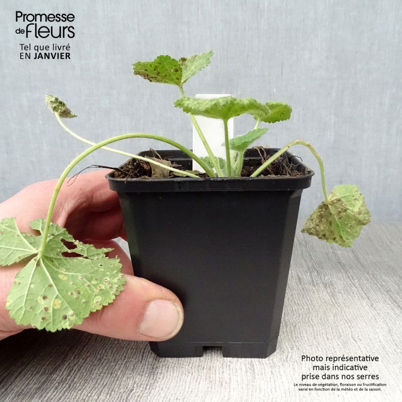 Alcea rugosa  8/9 cm pot sample as delivered in winter