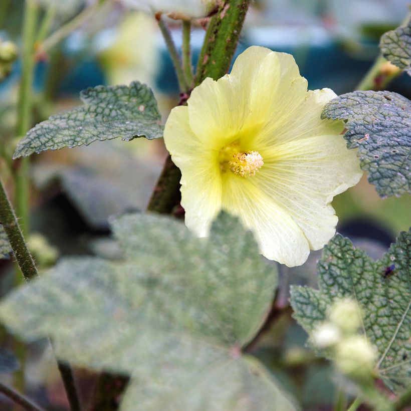 Alcea rugosa (Flowering)