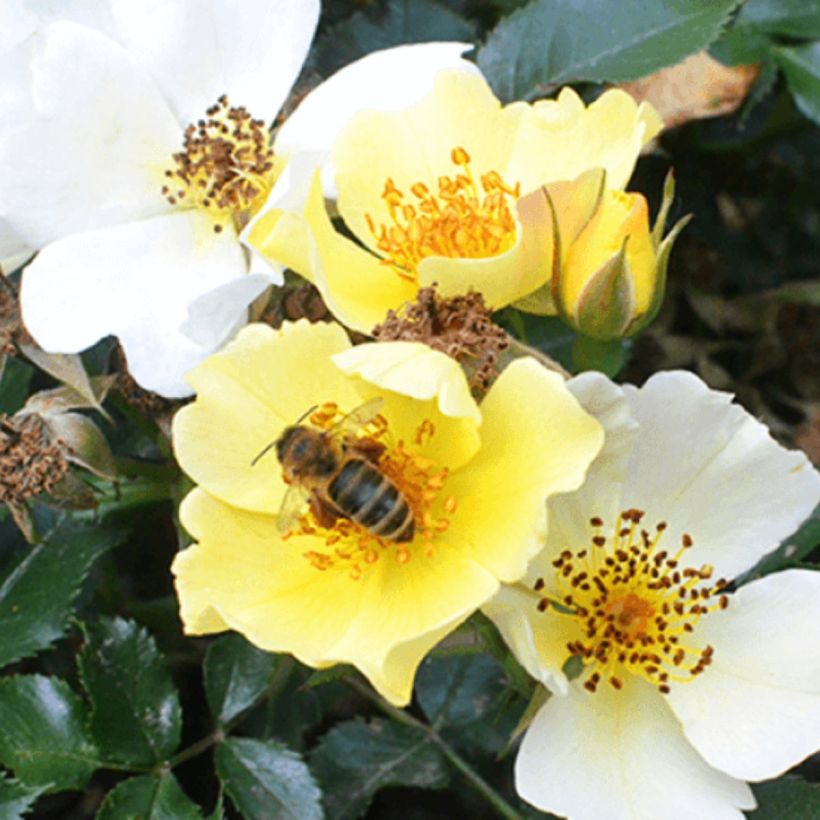 Rosa Floribunda Bee Gold - Floribunda rose (Flowering)