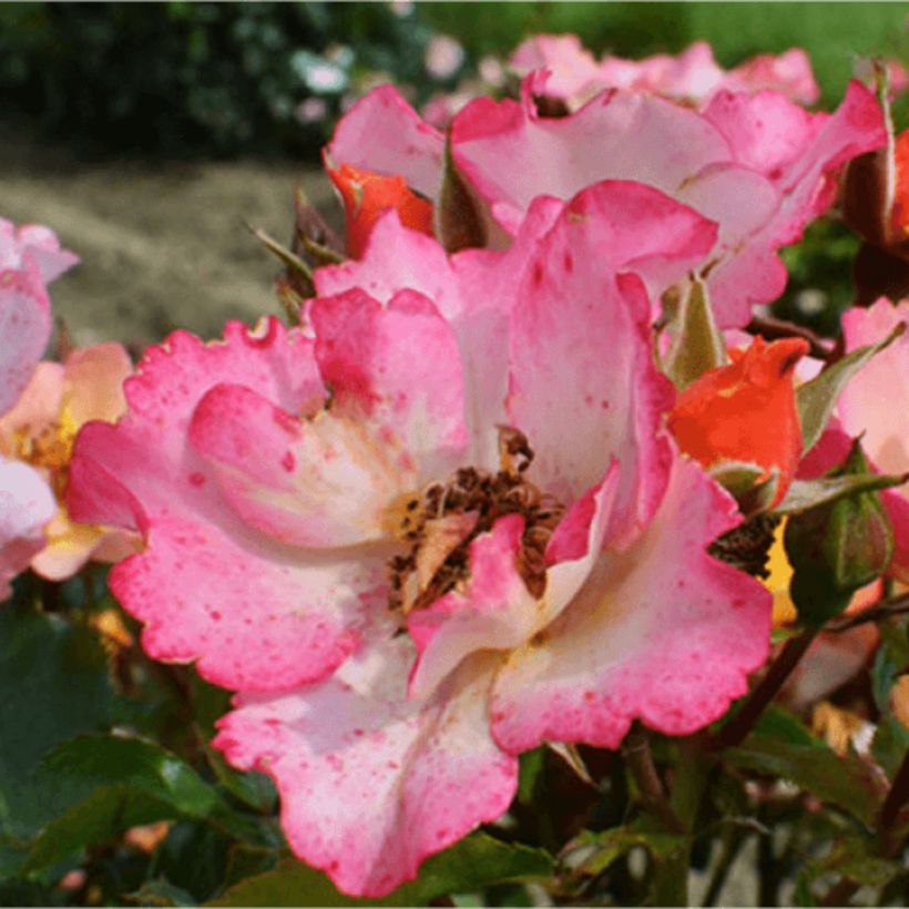 Rosa Floribunda Bee Proud - Floribunda rose (Flowering)
