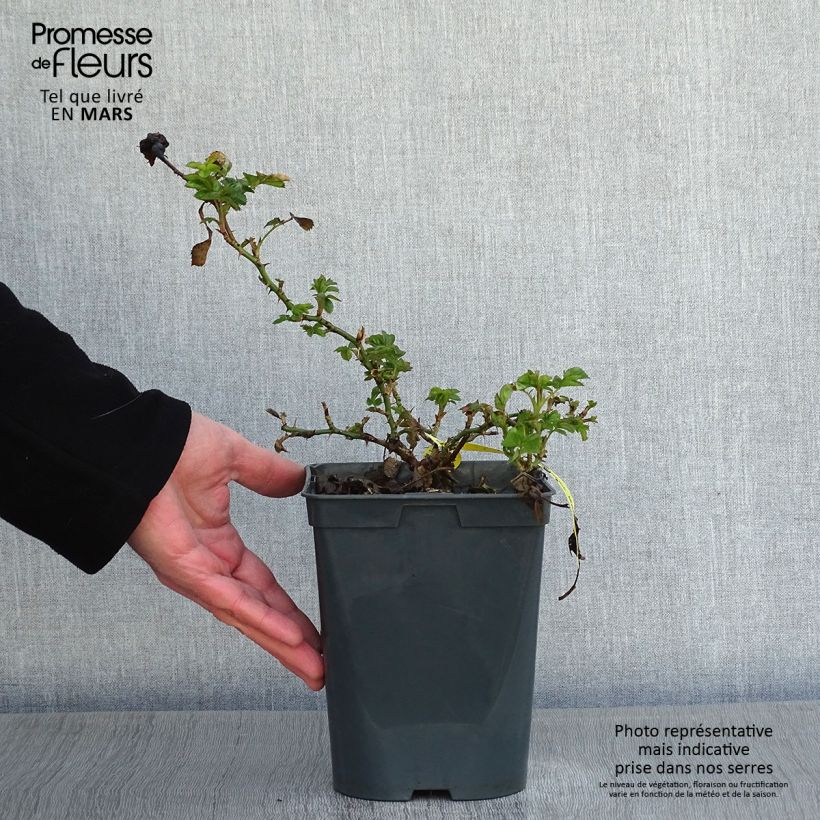 Rosa Bees Paradise Mango - Patio Rose 3L/4L pot sample as delivered in winter