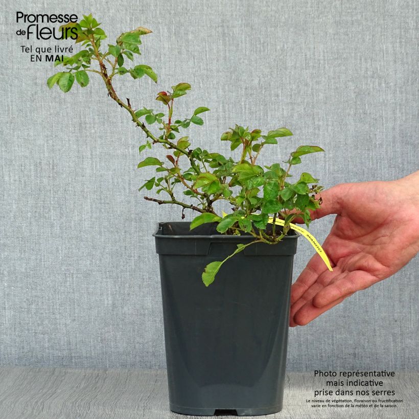 Rosa Bees Paradise Mango - Patio Rose 3L/4L pot sample as delivered in spring
