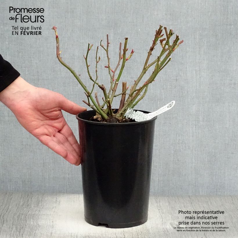 Rosa  Albrighton Rambler 'Ausmobile' 4L/5L pot sample as delivered in winter