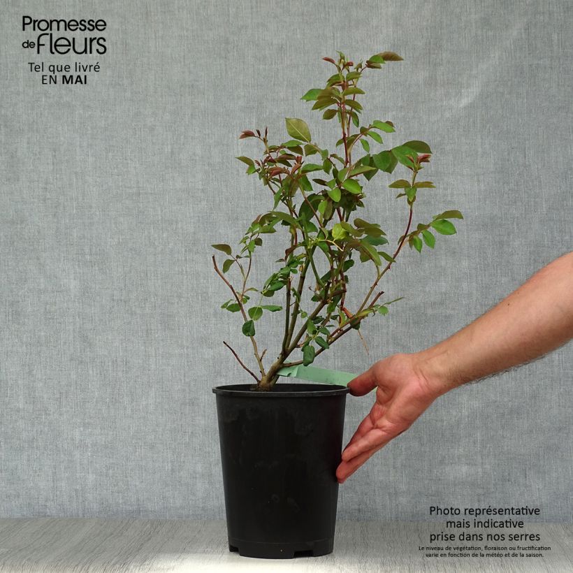 Rosa  Albrighton Rambler 'Ausmobile' 4L/5L pot sample as delivered in spring