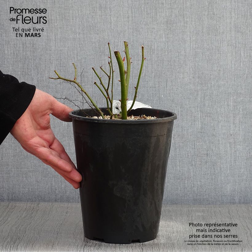 Rosa 'Bathsheba' - Climbing Rose 4L/5L pot sample as delivered in winter