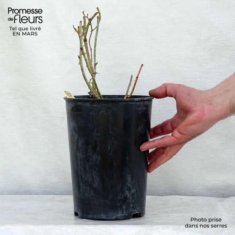Rosa Carolyn Knight - Shrub Rose 4L/5L pot sample as delivered in winter