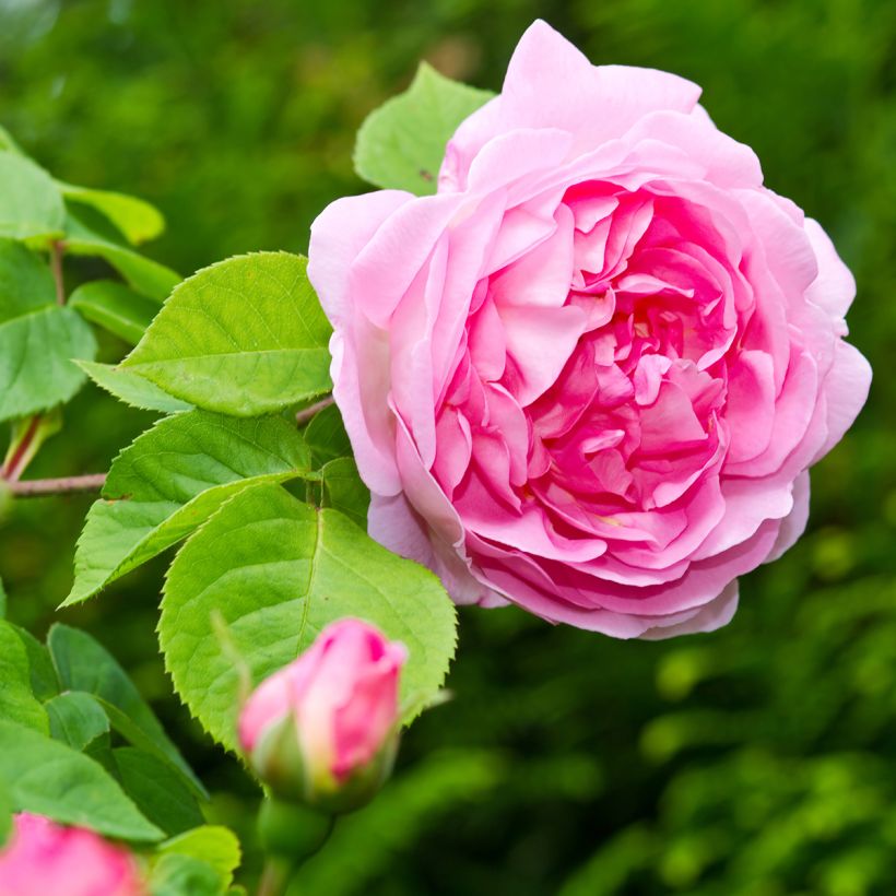 Rosa Constance Spry (Flowering)
