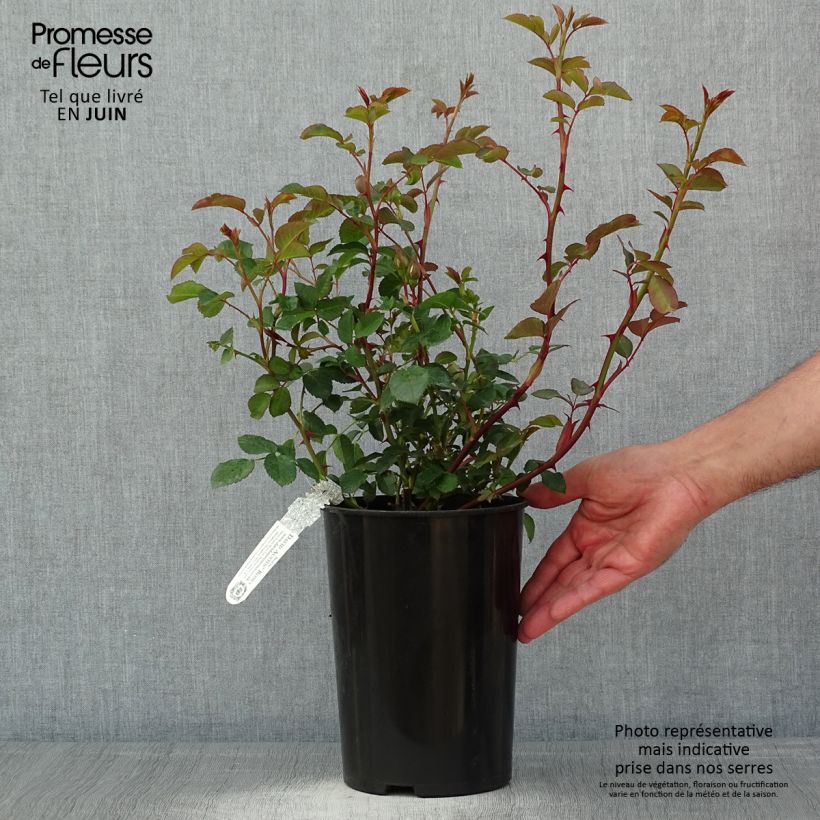 Rosa Dame Judi Dench - Hybrid Musk Rose 4L/5L pot sample as delivered in spring