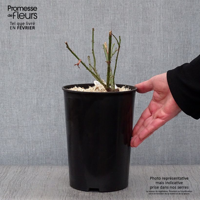 Rosa  Darcey Bussell 'Ausdecorum' 4L/5L pot sample as delivered in winter