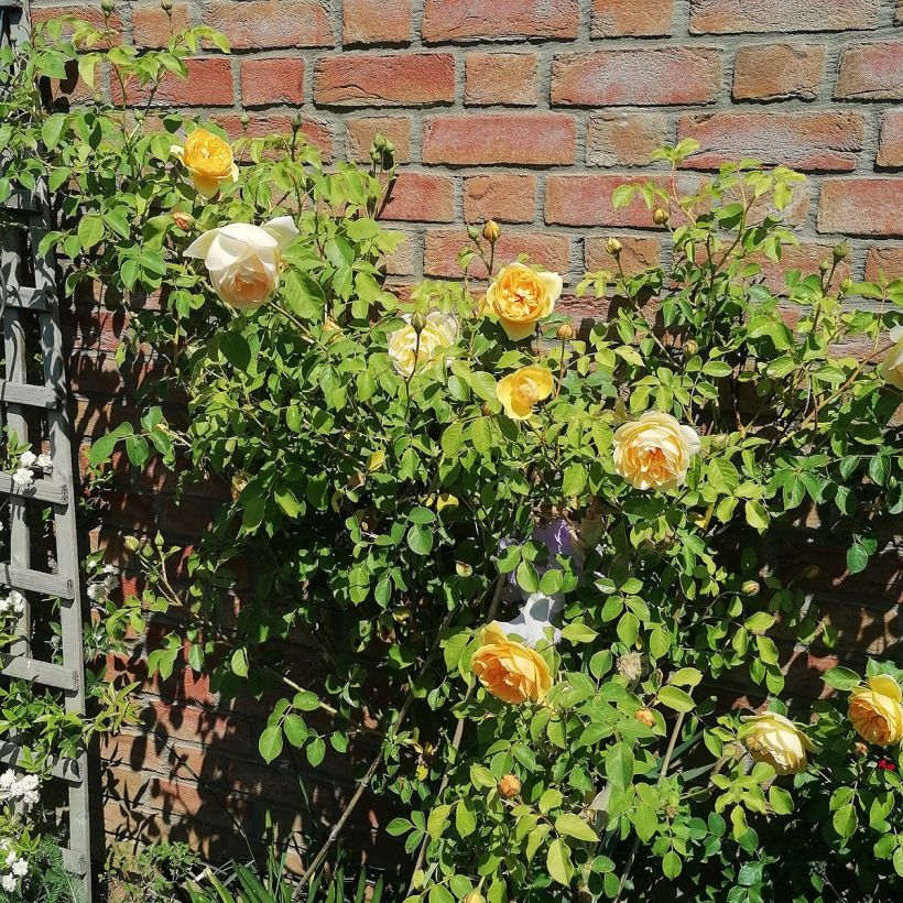 Rosa Graham Thomas - English Shrub Rose (Plant habit)