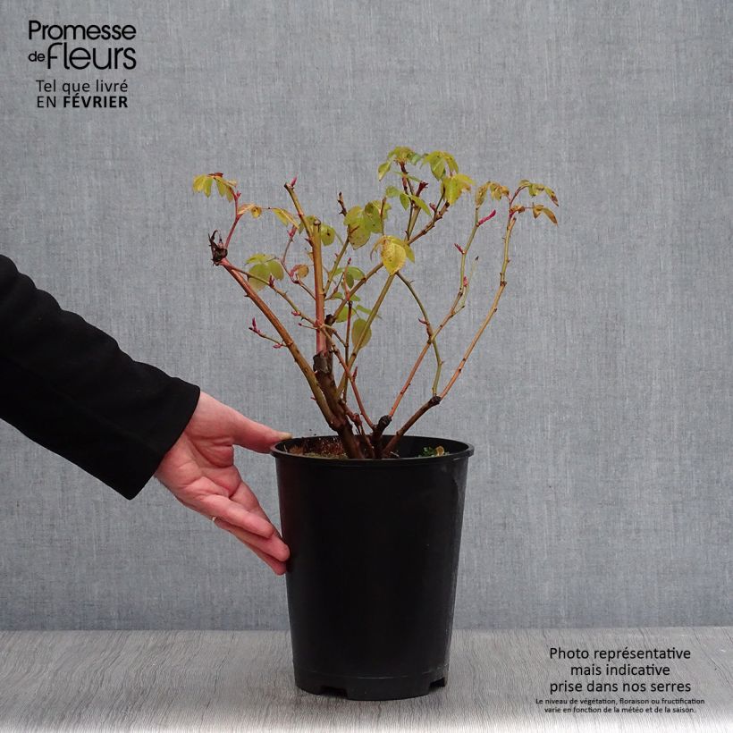 Rosa Graham Thomas - English Shrub Rose 4L/5L pot sample as delivered in winter
