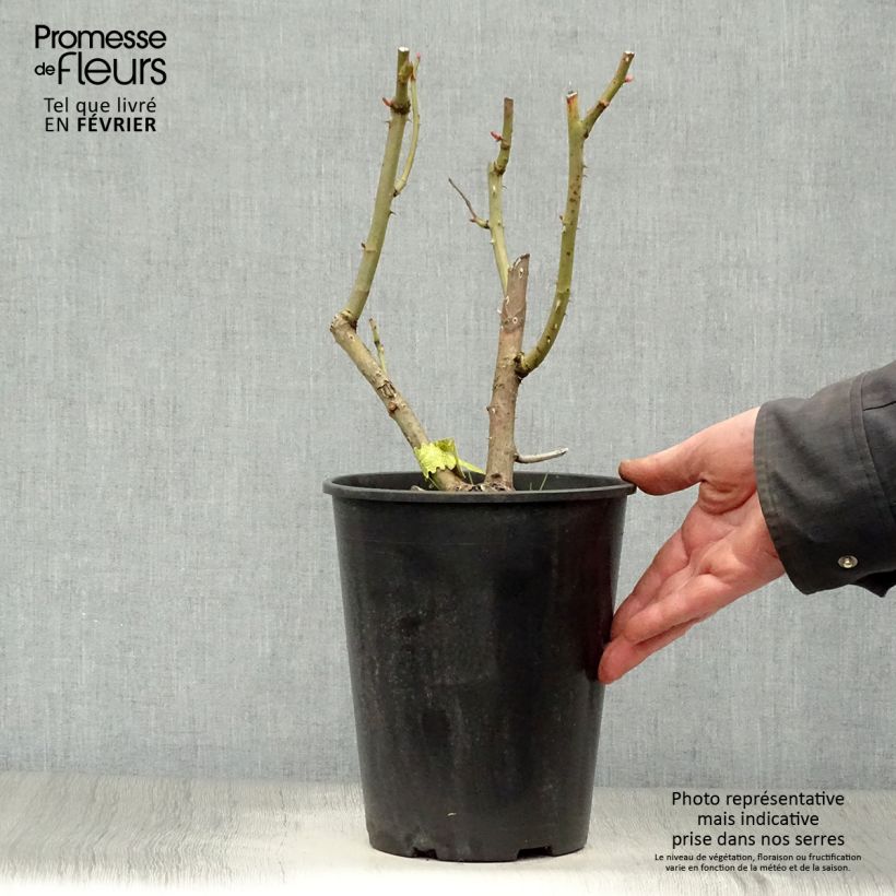 Rosa James Galway - Short climber or shrub rose 4L/5L pot sample as delivered in winter