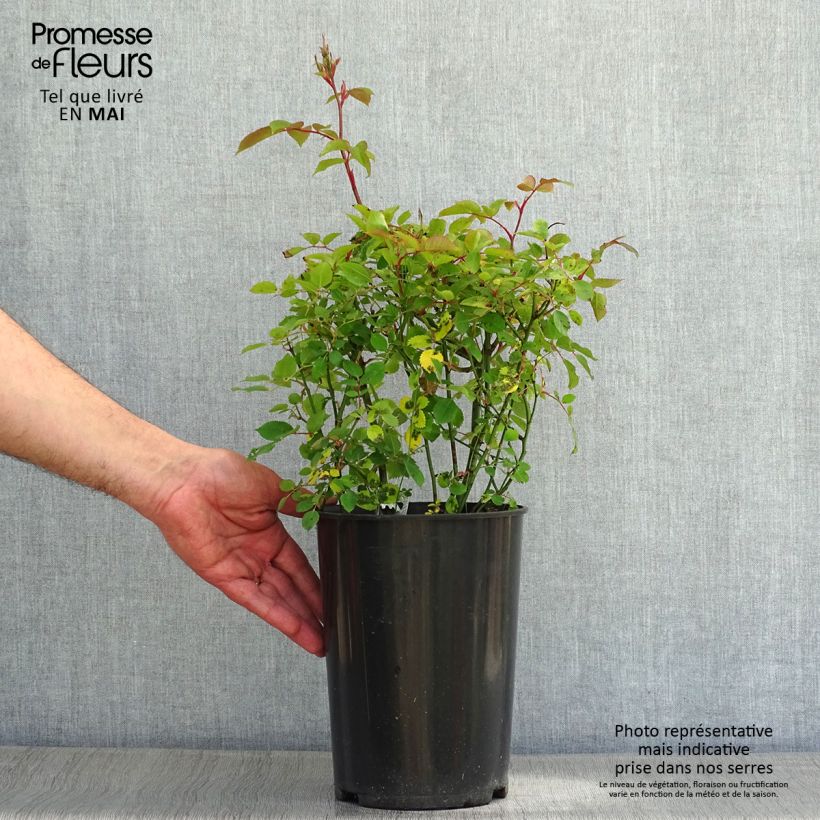 Rosa  Kew Gardens - Hybrid Musk Rose 3L/4L pot sample as delivered in spring